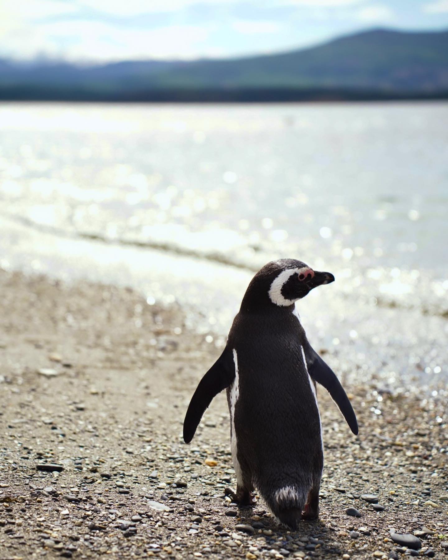 Pink flamingos reflected on the still water of the Nimez lagoon
