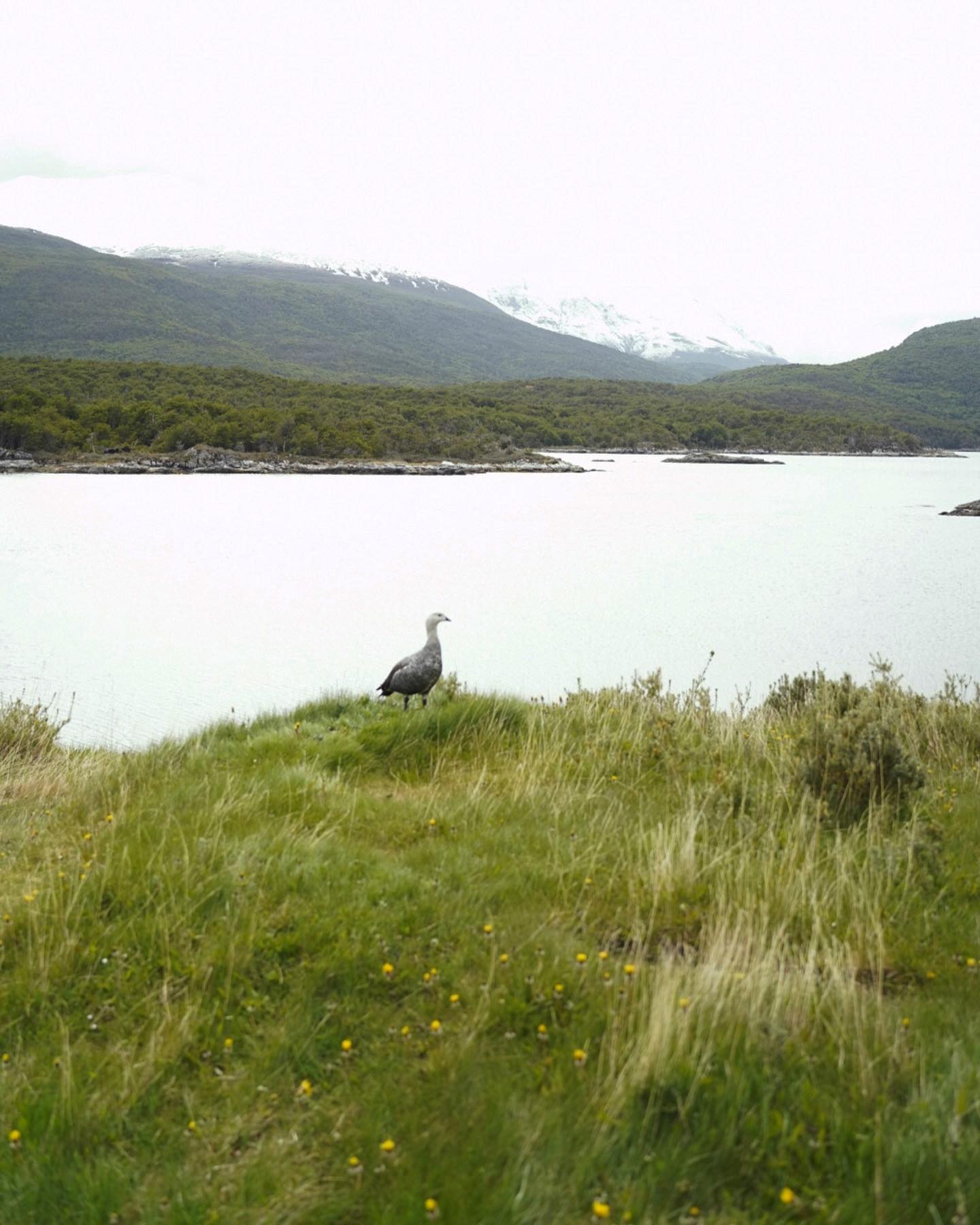 Horizonte austral con cielo blanco y agua gris plateada