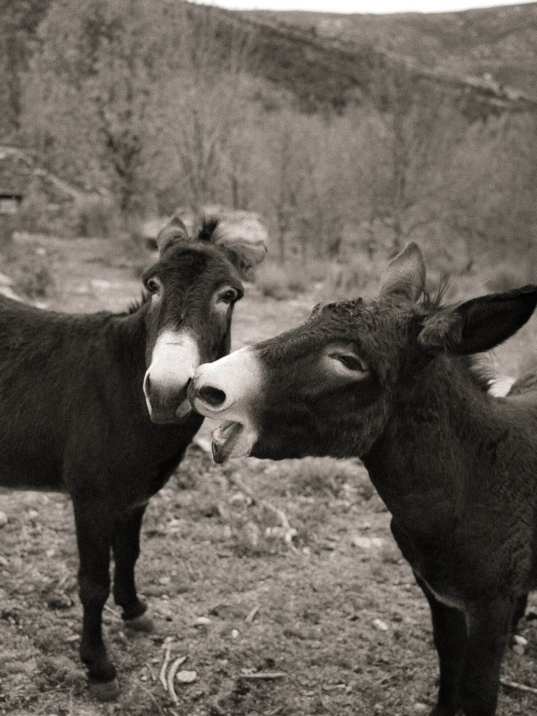 Sierra de Gredos landscape at dusk