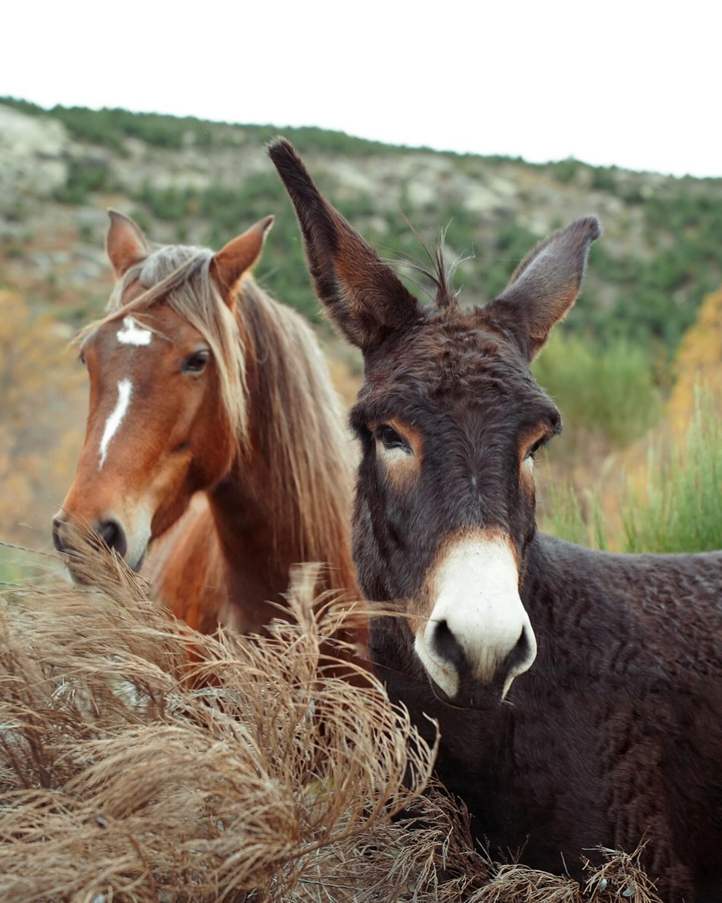 A donkey and a horse peeking over the hay in Gredos