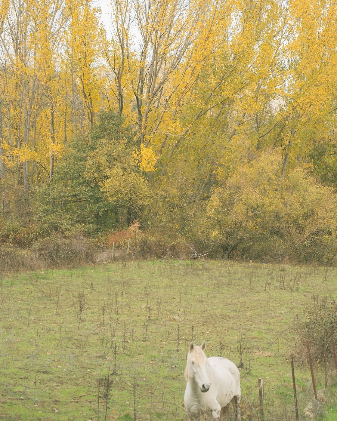 Gredos, vuelta a casa — foto 6