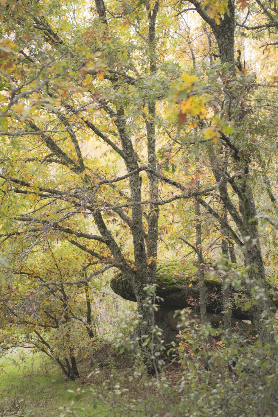 Gredos, vuelta a casa — foto 17