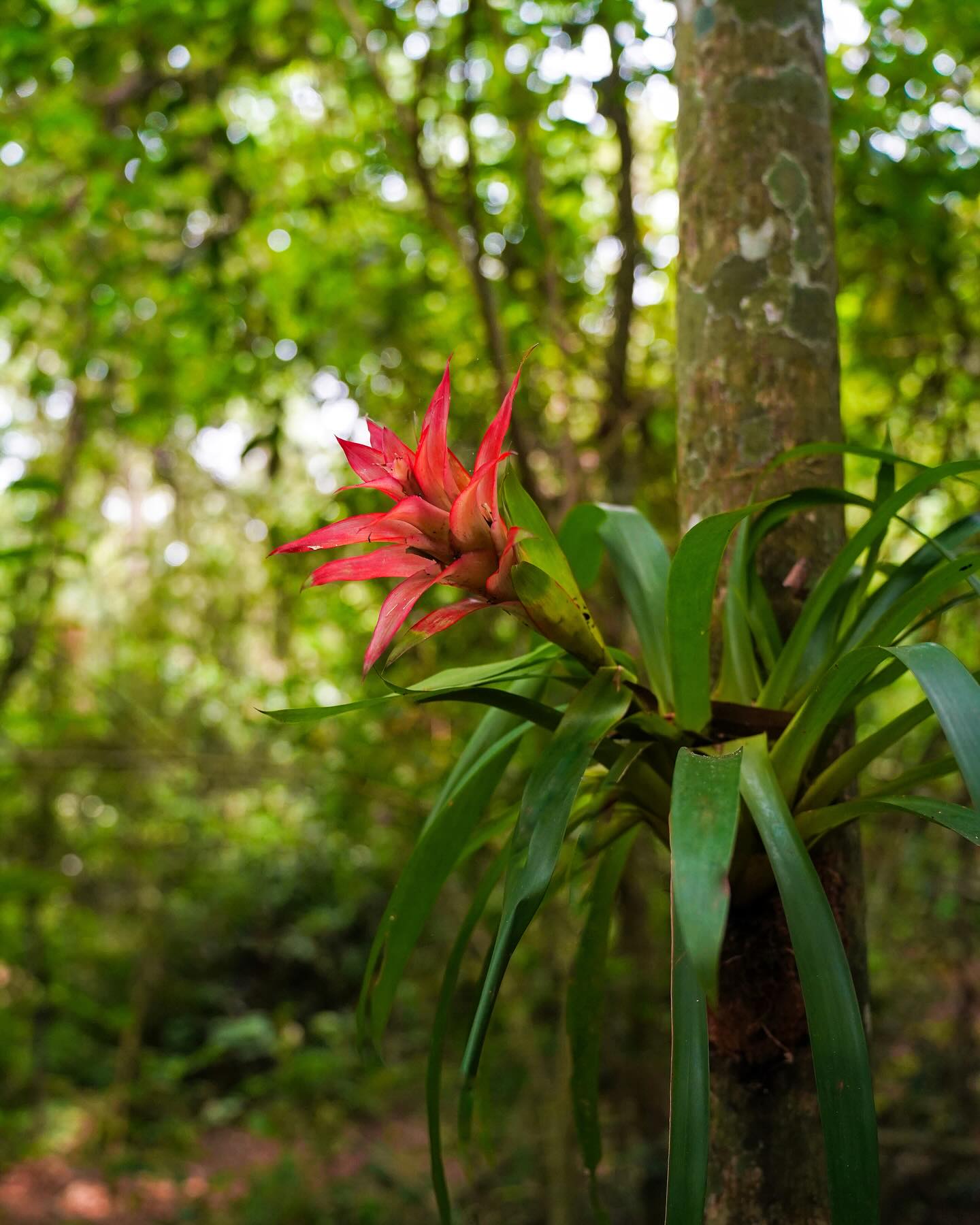 Large tropical leaf in the Atlantic Forest with water drops glinting in the sun.