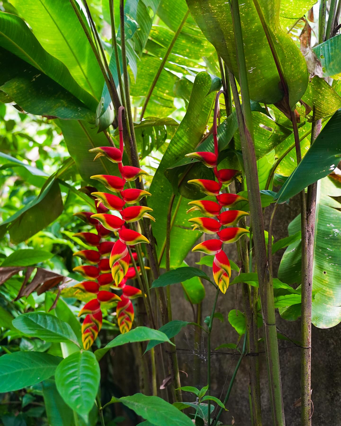 Vegetación densa de la Mata Atlántica con un ave cruzando el encuadre.