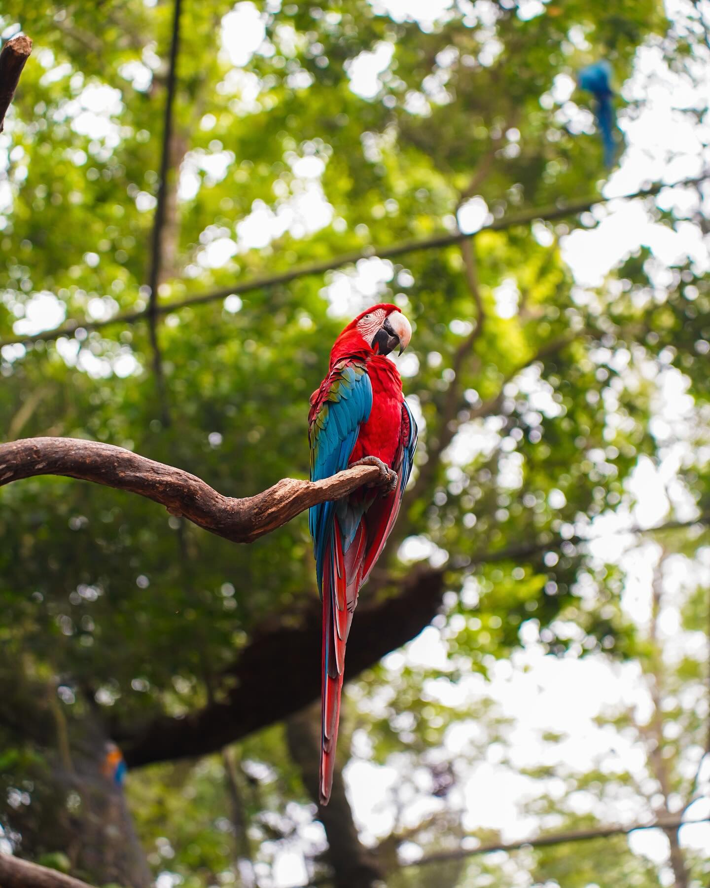Atlantic Forest in Brazil