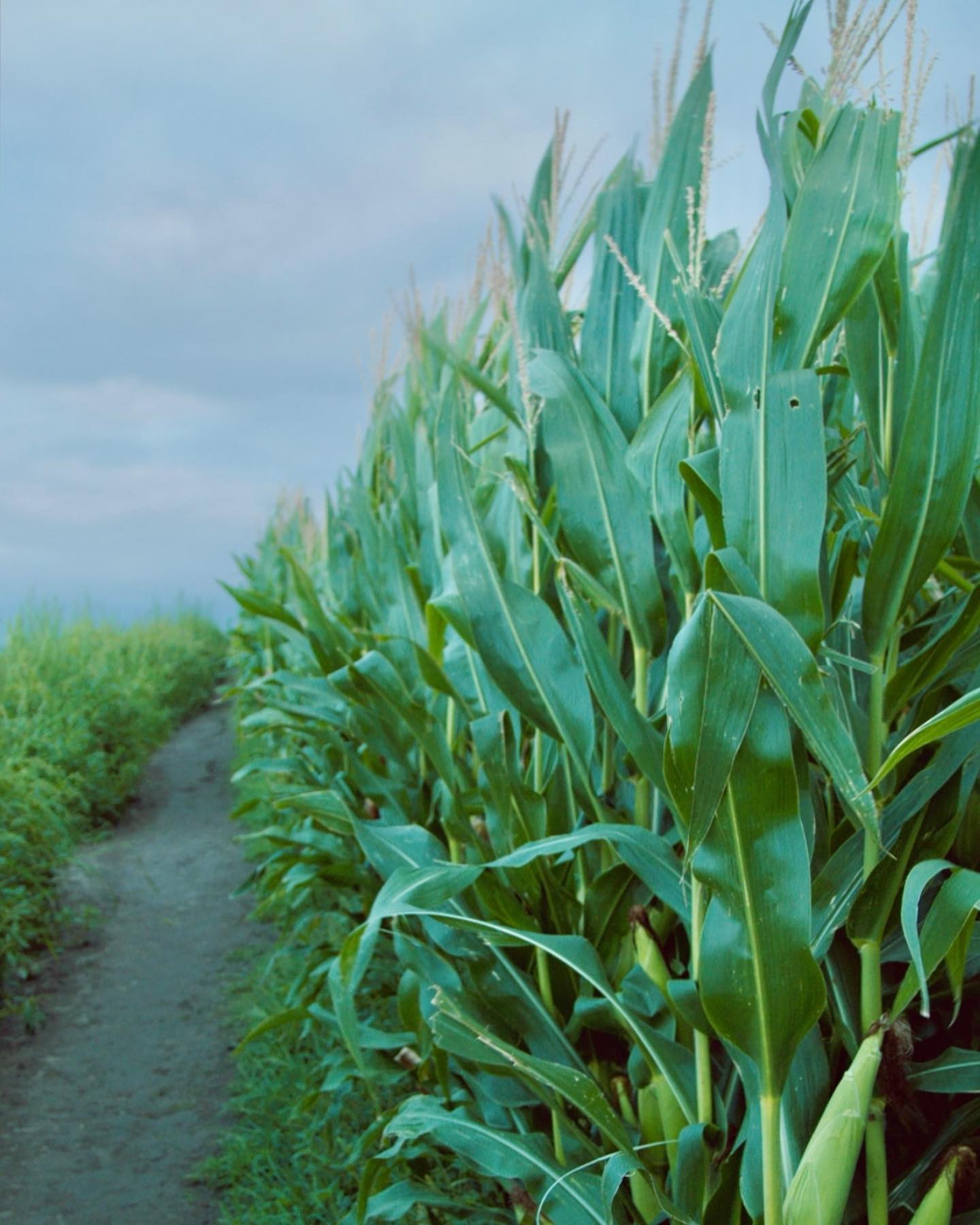 Cliff over an empty Cantabrian beach with low mist in the background.