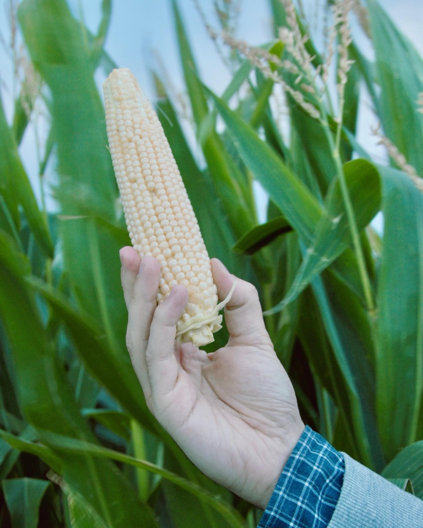 Maizal atravesado por una mano que sostiene una mazorca de grano blanco.