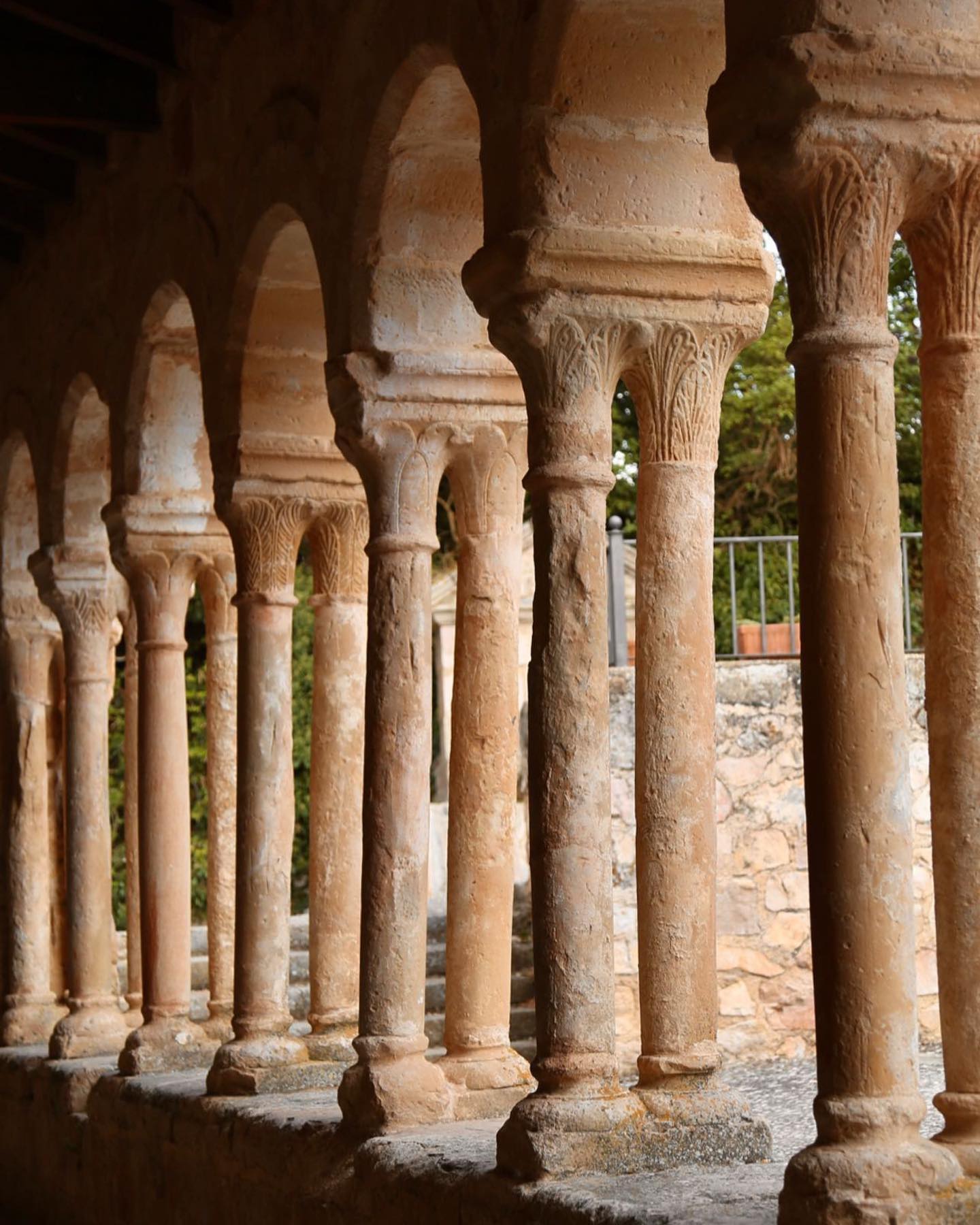 Broom in flower against the golden afternoon light